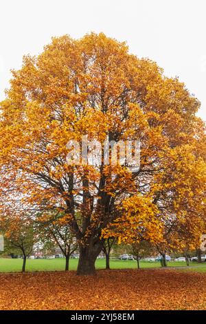 Inghilterra, Kent, Tunbridge Wells, Langton Green, colorate foglie autunnali Foto Stock