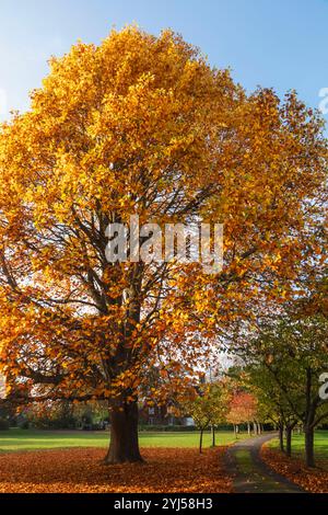 Inghilterra, Kent, Tunbridge Wells, Langton Green, colorate foglie autunnali Foto Stock