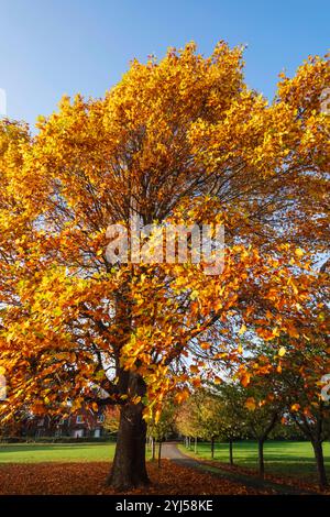 Inghilterra, Kent, Tunbridge Wells, Langton Green, colorate foglie autunnali Foto Stock