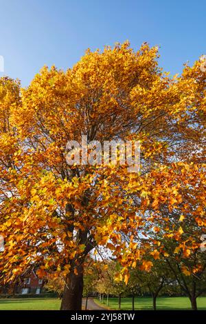 Inghilterra, Kent, Tunbridge Wells, Langton Green, colorate foglie autunnali Foto Stock