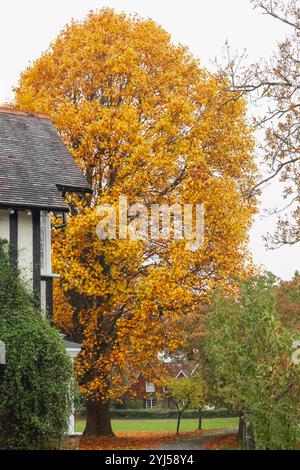 Inghilterra, Kent, Tunbridge Wells, Langton Green, colorate foglie autunnali Foto Stock