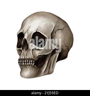 Cranio umano, vista laterale. Illustrazione acquerello su sfondo bianco. Il cranio può essere utilizzato in motivi tessili, su T-shirt, per creare composito Foto Stock