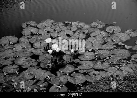 Ninfee, Nymphaeaceae è una famiglia di piante in fiore, comunemente chiamate ninfee. Fiori e foglie galleggianti sull'acqua dello stagno. Bella natura Foto Stock