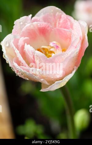 Tulipani ricoperti di rugiada, tulipa, che crescono in un giardino suburbano, Pointe, Claire, Quebec, Canada Foto Stock