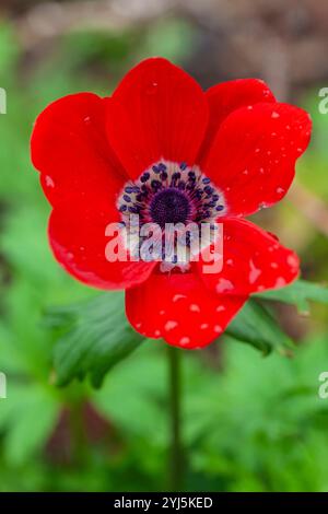 Anemone coronaria, anemone papavero, in piena fioritura in un giardino di cottage in estate Foto Stock