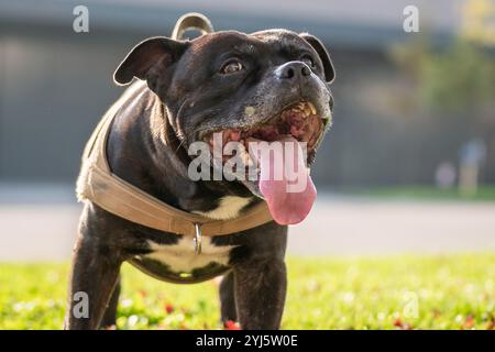 Ritratto di cane. Un brindle e bianco staffordshire terrier. Amstaff, stafford. Foto Stock