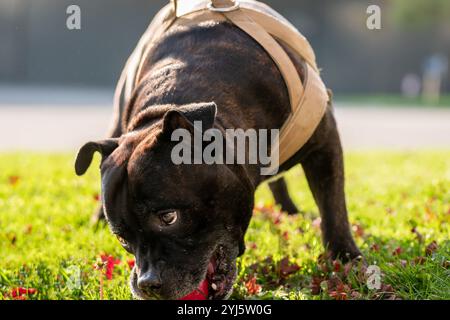 Il cane sta giocando a palla. Un brindle e bianco staffordshire terrier. Amstaff, stafford. Foto Stock