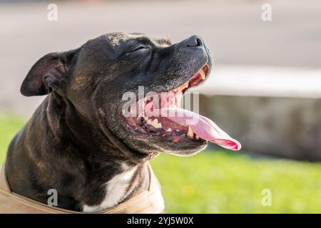 Ritratto di cane. Un brindle e bianco staffordshire terrier. Razza mista. Amstaff, stafford. Foto Stock