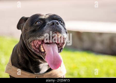 Ritratto di cane. Un brindle e bianco staffordshire terrier. Razza mista. Amstaff, stafford. Foto Stock