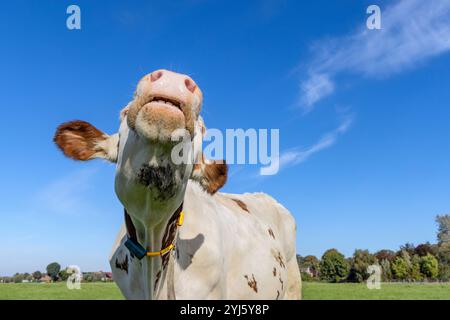 La mucca bianca sta sniffando la testa sollevata, moo nell'aria, naso rosa grande, bestiame da latte e cielo blu Foto Stock