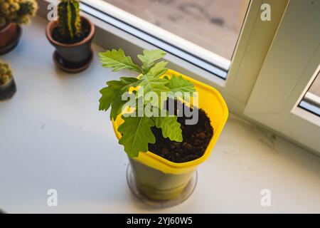 Giovane quercia che cresce in un vaso su un davanzale, simboleggiando nuova vita e crescita Foto Stock