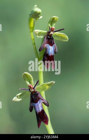 Orchidea di mosca (ophrys insectifera), vista a Drôme, Francia Foto Stock