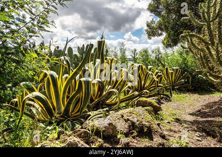 Natura primaverile, paesaggio lacustre. Diga di Povoa e Meadas a Castelo de vide nell'Alentejo in Portogallo. Foto Stock