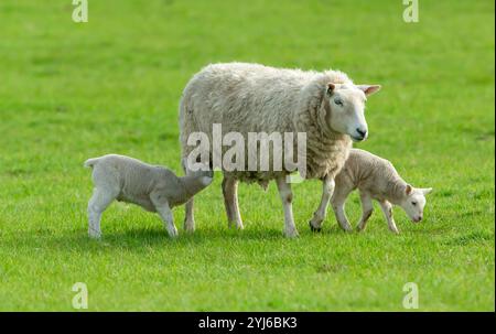 Sheep, mother sheep with her two young lambs in Springtime with one lamb suckling. Yorkshire Dales, UK. Clean green background.  Space for copy. Horiz Foto Stock