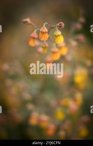 Dollsroses, Hermannia multiflora, fotografata durante l'indagine scientifica cittadina sui fiori primaverili nel Lower Tokai, nel Parco nazionale di Table Mountain. Foto Stock