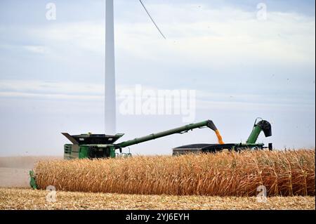 Waterman, Illinois, Stati Uniti. Il campo di mais viene raccolto nell'Illinois centro-orientale come una turbina eolica sovrasta la scena. Foto Stock