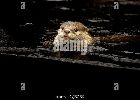 Oriental piccoli artigli lontra, Amblonyx cinereus, noto anche come il piccolo asiatico-artigliato otter. Foto Stock