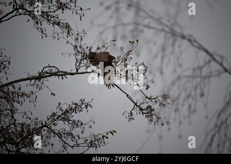 Ronzio comune, uccello preda in volo sopra la foresta. Buteo buteo, il solito ronzio che vola Foto Stock