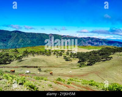 Campi aperti con mucche pascolanti nella Foresta Fanal, Madeira, circondati da vegetazione lussureggiante e sfondo montuoso. Foto Stock