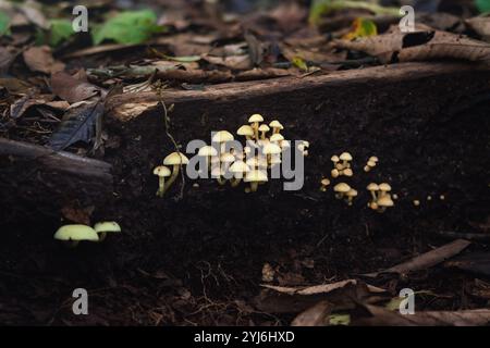 Funghi ciuffi di zolfo (Hypholoma subviride) Foto Stock