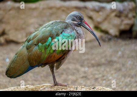 Uno splendido ibis Hadada colorato nello zoo di Breslavia Foto Stock