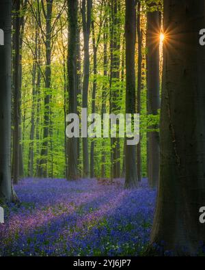 Alba nella magica foresta di Hallerbos con Bluebells Blooming, Belgio Foto Stock