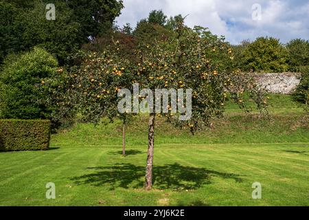 Primo piano di mele su un albero in un giardino Foto Stock