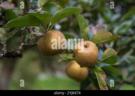 Primo piano di mele su un albero in un giardino Foto Stock