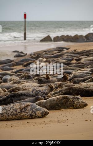 Le foche grigie si crogiolano sulla spiaggia di Horsey Gap sulla costa del Norfolk a nord di Great Yarmouth Foto Stock