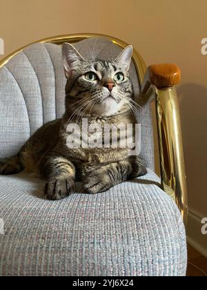 Un Gray Tabby Cat disteso su una sedia grigia e dorata, rivolto verso l'alto, accogliente Foto Stock