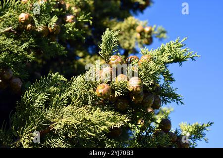 Foglie e frutti del cipresso mediterraneo (Cupressus sempervirens). Foto Stock