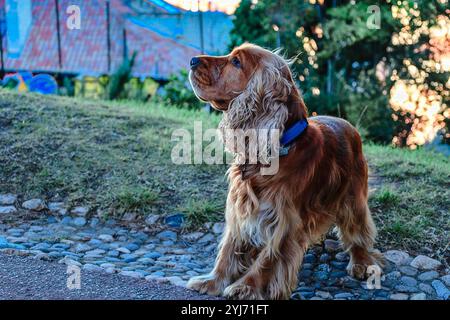 Allegro cane spaniel gioca con la palla al mattino presto nel parco di Marsiglia, Francia. Foto di alta qualità Foto Stock