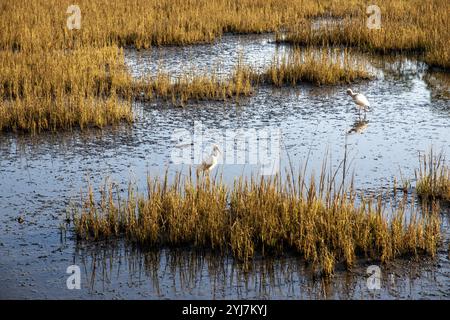 Due uccelli bianchi si nutrono in acque poco profonde tra l'erba alta in una palude costiera durante il tramonto sull'Hilton Head Island. Foto Stock