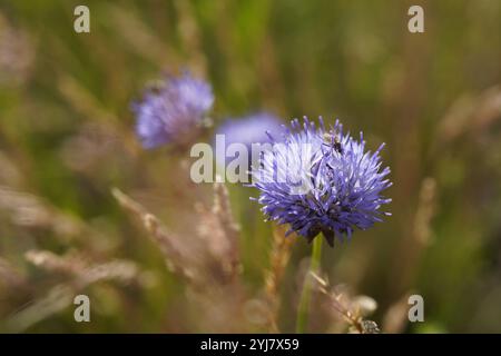 I bellissimi fiori di pecora (Jasione montana) crescono su terreni poveri di nutrienti Foto Stock