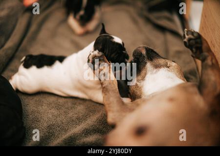 Cucciolo che gioca con Het Mamma Foto Stock