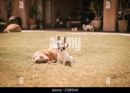 Cucciolo e mamma cane nel cortile Foto Stock