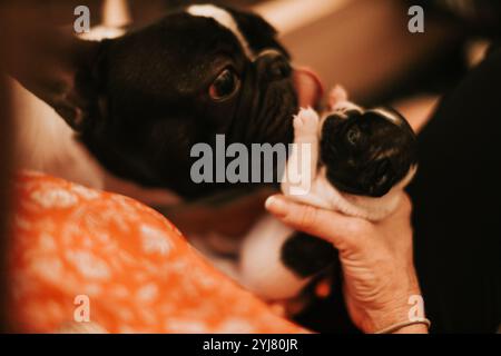 Cucciolo e papà Bulldog francese Foto Stock