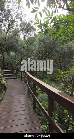 Foresta mistica sul sentiero del Rio de Mouros a Condeixa, Coimbra, Portogallo. si snoda tra querce ricoperte di muschio e fitto sottobosco, creando un'incisione Foto Stock