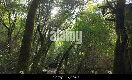 Foresta mistica sul sentiero del Rio de Mouros a Condeixa, Coimbra, Portogallo. si snoda tra querce ricoperte di muschio e fitto sottobosco, creando un'incisione Foto Stock