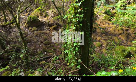 Foresta mistica sul sentiero del Rio de Mouros a Condeixa, Coimbra, Portogallo. si snoda tra querce ricoperte di muschio e fitto sottobosco, creando un'incisione Foto Stock