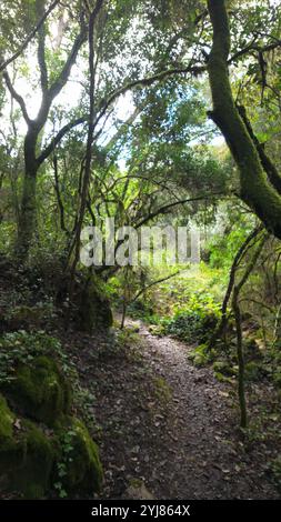 Foresta mistica sul sentiero del Rio de Mouros a Condeixa, Coimbra, Portogallo. si snoda tra querce ricoperte di muschio e fitto sottobosco, creando un'incisione Foto Stock