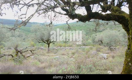 Tronco di alberi ricoperto di muschio in un paesaggio aspro con ulivi sparsi, terreno roccioso e colline lontane sotto un cielo coperto. Condeixa - Portogallo. Foto Stock