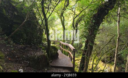 Foresta mistica sul sentiero del Rio de Mouros a Condeixa, Coimbra, Portogallo. si snoda tra querce ricoperte di muschio e fitto sottobosco, creando un'incisione Foto Stock