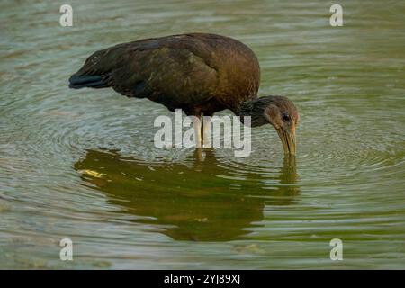 Un Ibis verde (Mesembrinibis cayennensis) che pesca in uno stagno vicino a Bonito, Mato grosso do sul, Brasile. Foto Stock