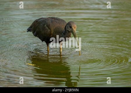 Un Ibis verde (Mesembrinibis cayennensis) che pesca in uno stagno vicino a Bonito, Mato grosso do sul, Brasile. Foto Stock