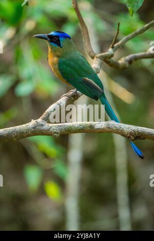 Motmot con la corona blu (Momotus momota) arroccato in un albero vicino a Bonito, Mato grosso do sul, Brasile. Foto Stock