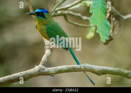 Motmot con la corona blu (Momotus momota) arroccato in un albero vicino a Bonito, Mato grosso do sul, Brasile. Foto Stock