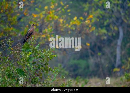 Un falco di savana (Buteogallus meridionalis) arroccato su un cespuglio vicino all'Aguape Lodge nel Pantanal meridionale, Mato grosso do sul, Brasile. Foto Stock