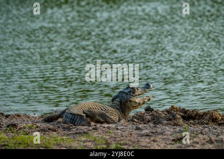Un caimano Yacare (Caiman yacare) con la sua bocca aperta su una spiaggia vicino all'Aguape Lodge nel Pantanal meridionale, Mato grosso do sul, Brasile. Foto Stock