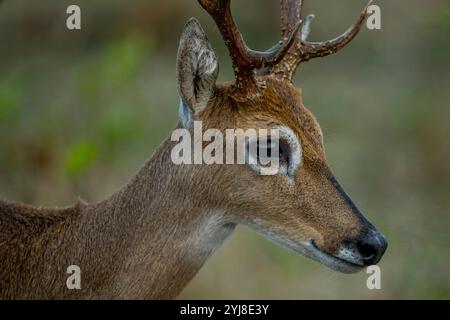 Primo piano di un cervo Pampas maschio (Ozotoceros bezoarticus) nei pressi dell'Aguape Lodge nel Pantanal meridionale, Mato grosso do sul, Brasile. Foto Stock